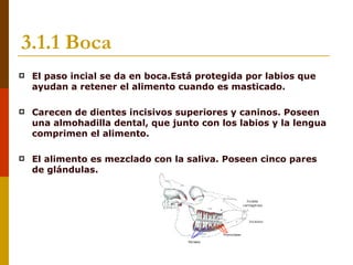 3.1.1 Boca
   El paso incial se da en boca.Está protegida por labios que
    ayudan a retener el alimento cuando es masticado.

   Carecen de dientes incisivos superiores y caninos. Poseen
    una almohadilla dental, que junto con los labios y la lengua
    comprimen el alimento.

   El alimento es mezclado con la saliva. Poseen cinco pares
    de glándulas.
 