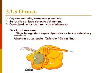 3.1.5 Omaso
   Organo pequeño, compacto y ovalado.
   Se localiza al lado derecho del rumen.
   Conecta el retículo-rumen con el abomaso.

    Sus funciones son:
       filtrar la ingesta a capas dipuestas en forma estrecha y
      continua.
     Absorver agua, sodio, fósforo y AGV residuo.
 