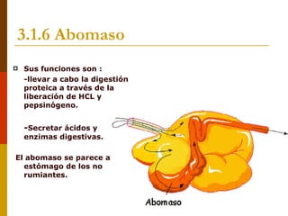 3.1.6 Abomaso
   Sus funciones son :
   -llevar a cabo la digestión
    proteica a través de la
    liberación de HCL y
    pepsinógeno.


    -Secretar ácidos y
    enzimas digestivas.

El abomaso se parece al
  estómago de los no
  rumiantes.
 