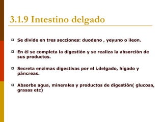 3.1.9 Intestino delgado
   Se divide en tres secciones: duodeno , yeyuno o ileon.

   En él se completa la digestión y se realiza la absorción de
    sus productos.

   Secreta enzimas digestivas por el i.delgado, hígado y
    páncreas.

   Absorbe agua, minerales y productos de digestión( glucosa,
    grasas etc)
 