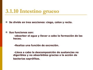3.1.10 Intestino grueso
   Se divide en tres secciones: ciego, colon y recto.



   Sus funciones son:
      -absorber el agua y llevar a cabo la formación de las
       heces.

       -Realiza una función de excreción.

       -Lleva a cabo la descomposición de sustancias no
        digeribles y no absorbibles gracias a la acción de
        bacterias saprófitas.
 