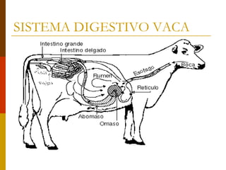 SISTEMA DIGESTIVO VACA
 