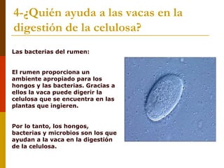 4-¿Quién ayuda a las vacas en la
digestión de la celulosa?
Las bacterias del rumen:


El rumen proporciona un
ambiente apropiado para los
hongos y las bacterias. Gracias a
ellos la vaca puede digerir la
celulosa que se encuentra en las
plantas que ingieren.


Por lo tanto, los hongos,
bacterias y microbios son los que
ayudan a la vaca en la digestión
de la celulosa.
 