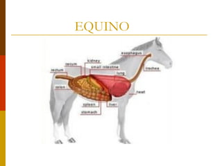 EQUINO
 