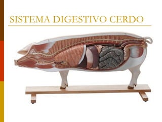 SISTEMA DIGESTIVO CERDO
 