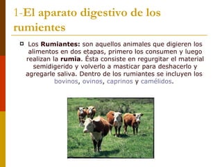 1-El aparato digestivo de los
rumientes
     Los Rumiantes: son aquellos animales que digieren los
      alimentos en dos etapas, primero los consumen y luego
     realizan la rumia. Ésta consiste en regurgitar el material
        semidigerido y volverlo a masticar para deshacerlo y
     agregarle saliva. Dentro de los rumiantes se incluyen los
               bovinos, ovinos, caprinos y camélidos.
 