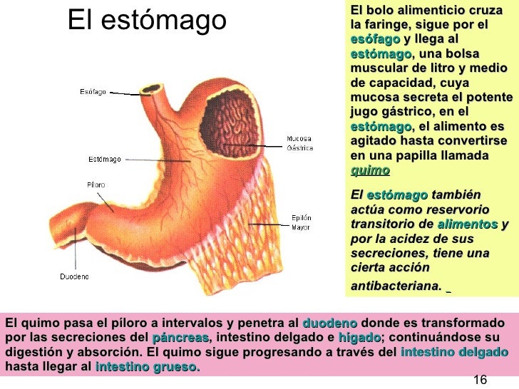 El complejo de los ejercicios para el adelgazamiento de las zonas problemáticas