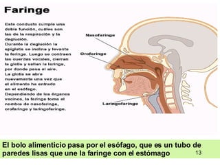 El bolo alimenticio pasa por el esófago, que es un tubo de paredes lisas que une la faringe con el estómago 13 