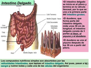 Intestino Delgado Los compuestos nutritivos simples son absorbidos por las  vellosidades intestinales , que tapizan el  intestino delgado . Así pues, pasan a la  sangre  y nutren todas y cada una de las  células  del organismo  El intestino delgado se inicia en el píloro y termina en la válvula ileoceal, por la que se une a la primera parte del  intestino grueso.   El duodeno, que forma parte del intestino delgado, mide unos 30 cm de longitud; el intestino delgado consta de 3 partes  el íleon, el yeyuno y el duodeno .  El duodeno se une al yeyuno después de los 30 cm a partir del píloro. 23 