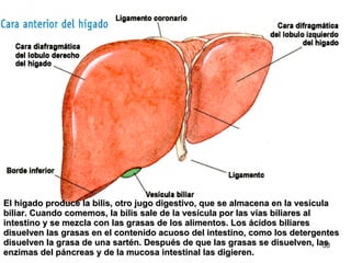 El hígado produce la bilis, otro jugo digestivo, que se almacena en la vesícula biliar. Cuando comemos, la bilis sale de la vesícula por las vías biliares al intestino y se mezcla con las grasas de los alimentos. Los ácidos biliares disuelven las grasas en el contenido acuoso del intestino, como los detergentes disuelven la grasa de una sartén. Después de que las grasas se disuelven, las enzimas del páncreas y de la mucosa intestinal las digieren. 
