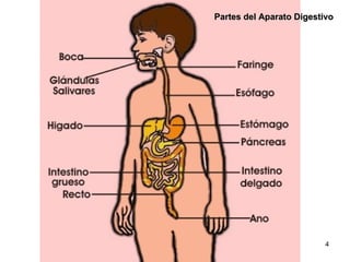 Partes del Aparato Digestivo 