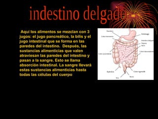 indestino delgado Aquí los alimentos se mezclan con 3 jugos: el jugo pancreático, la bilis y el jugo intestinal que se forma en las paredes del intestino.  Después, las sustancias alimenticias que valen atraviesan las paredes del intestino y pasan a la sangre. Esto se llama absorción intestinal. La sangre llevará estas sustancias alimenticias hasta todas las células del cuerpo 