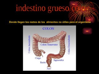 indestino grueso/colon Donde llegan los restos de los  alimentos no útiles para el organismo   