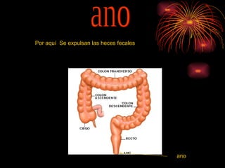 ano Por aquí  Se expulsan las heces fecales  ano 