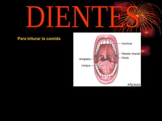 DIENTES Para triturar la comida   