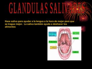GLANDULAS SALIVARES Hace saliva para ayudar a la lengua a la hora de mojar para que se trague mejor.  La saliva también ayuda a deshacer los alimentos   