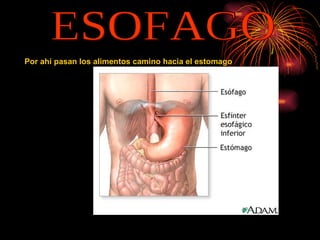 ESOFAGO Por ahí pasan los alimentos camino hacia el estomago   