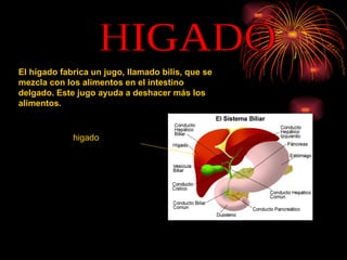 HIGADO El hígado fabrica un jugo, llamado bilis, que se mezcla con los alimentos en el intestino delgado. Este jugo ayuda a deshacer más los alimentos. higado 