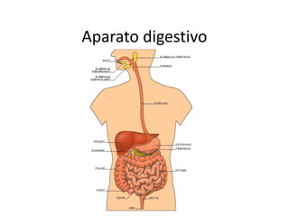 Aparato digestivo
 