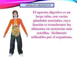APARATO DIGESTIVO
El aparato digestivo es un
largo tubo, con varias
glándulas asociadas, cuya
función es transformar los
alimentos en sustancias más
sencillas, fácilmente
utilizables por el organismo.
 