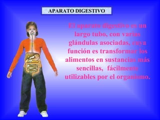 APARATO DIGESTIVO
El aparato digestivo es un
largo tubo, con varias
glándulas asociadas, cuya
función es transformar los
alimentos en sustancias más
sencillas, fácilmente
utilizables por el organismo.
 