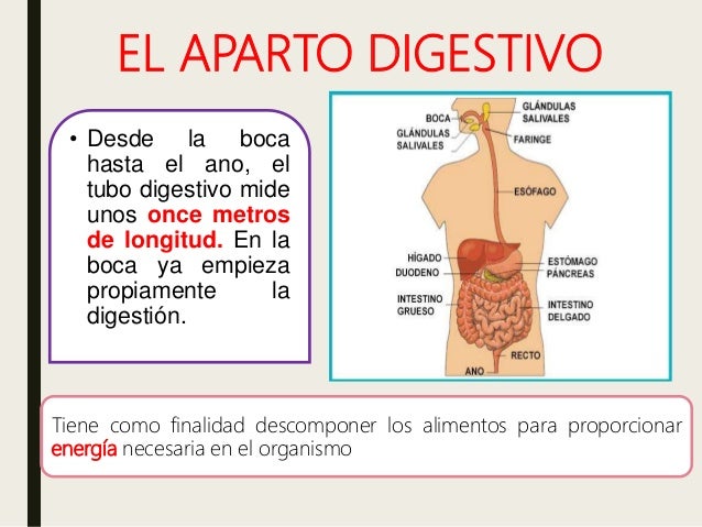 Aparato Digestivo Características Ser Humano Y Animales
