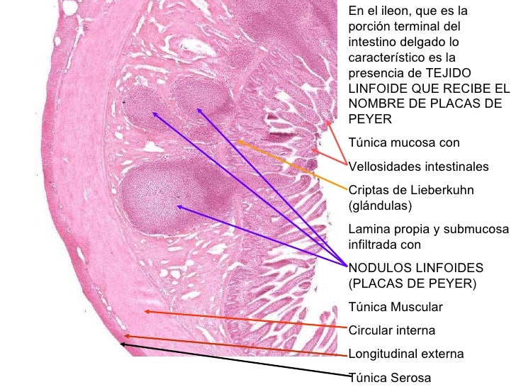 Imagen relacionada