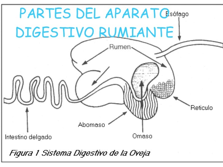 Aparato Digestivo De Los Rumiantes
