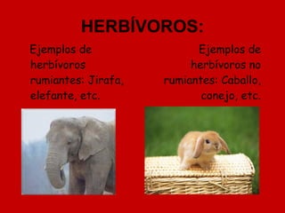 HERBÍVOROS: ,[object Object],Ejemplos de herbívoros no rumiantes: Caballo, conejo, etc. 