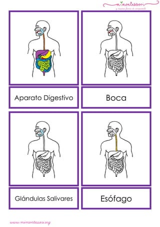 www.mimontessori.org
Aparato Digestivo Boca
Glándulas Salivares Esófago
 