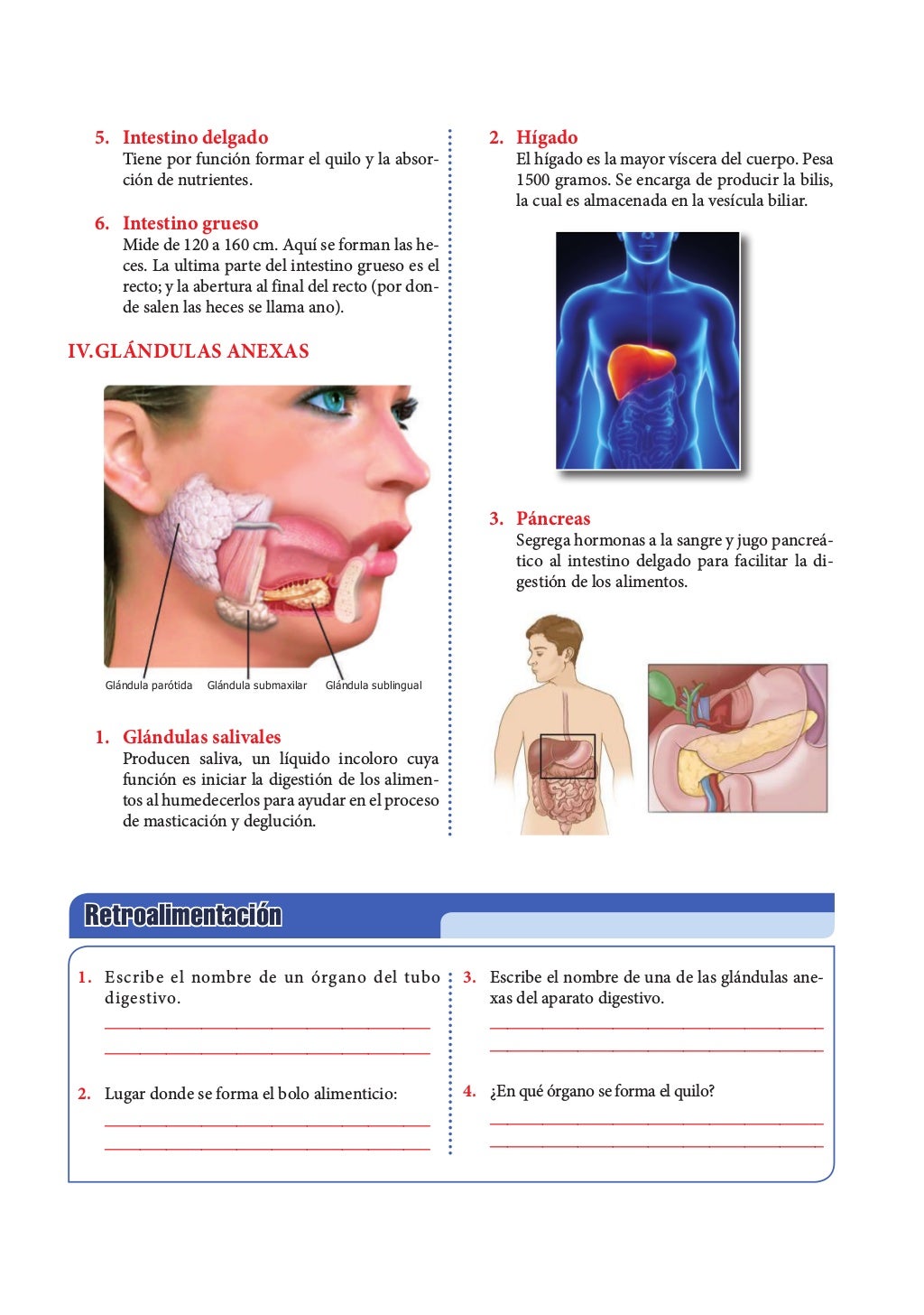 Aparato-Digestivo-para-Cuarto-de-Primaria.pdf
