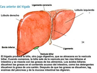 El hígado produce la bilis, otro jugo digestivo, que se almacena en la vesícula biliar. Cuando comemos, la bilis sale de la vesícula por las vías biliares al intestino y se mezcla con las grasas de los alimentos. Los ácidos biliares disuelven las grasas en el contenido acuoso del intestino, como los detergentes disuelven la grasa de una sartén. Después de que las grasas se disuelven, las enzimas del páncreas y de la mucosa intestinal las digieren. Lóbulo derecho Lóbulo izquierdo 34 