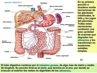 En su primera porción o duodeno recibe secreciones de las glándulas intestinales, la bilis y los jugos del páncreas. Todas estas secreciones contienen una gran cantidad de enzimas que degradan los  alimentos  y los transforman en sustancias solubles simples.  El tubo digestivo continua por el  intestino grueso , de algo mas de metro y medio de longitud. Su porción final es el recto, que termina en el ano, por donde se evacuan al exterior los restos no digeribles de los  alimentos . 42 