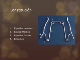 Constitución
1. Espirales mesiales
2. Brazos internos
3. Espirales distales
4. Extremos
 