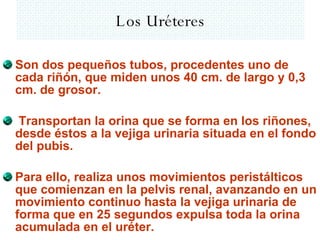 Los Uréteres ,[object Object],[object Object],[object Object]