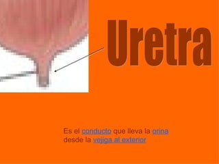 Uretra Es   el   conducto   que lleva la   orina   desde la   vejiga al exterior   