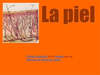 Extrae desechos   de la   sangre   que se  eliminan en forma de sudor   La piel 