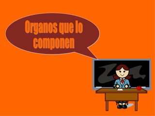Organos que lo componen 