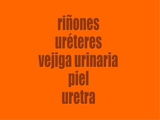 riñones uréteres vejiga urinaria piel uretra 