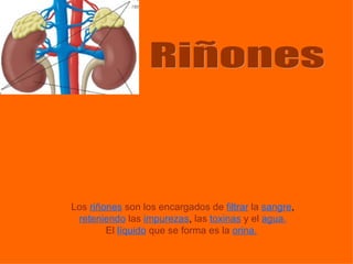 Riñones Los   riñones   son los encargados de   filtrar   la   sangre , reteniendo   las   impurezas ,  las   toxinas   y el   agua. El  líquido   que se forma es la  orina.   