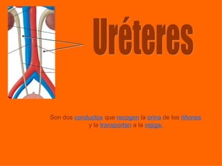 Uréteres Son dos   conductos   que   recogen   la   orina   de los   riñones   y la   transportan   a la   vejiga.   