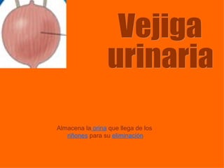 Almacena la  orina   que llega de los   riñones   para su   eliminación Vejiga  urinaria 