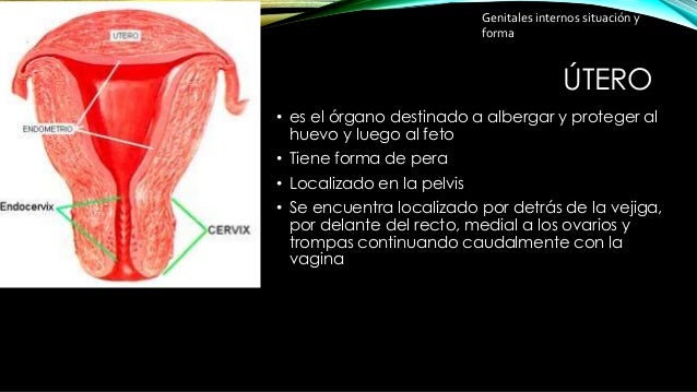 Aparato reproductor femenino