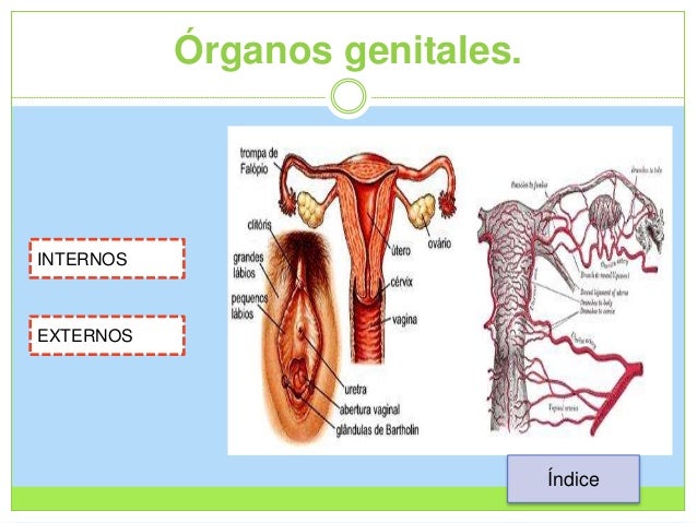 Partes Genitales Externas De La Mujer www.slideshare.net