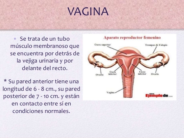 Aparato reproductor-femenino (1)