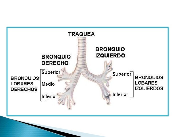 Aparato Respiratorio