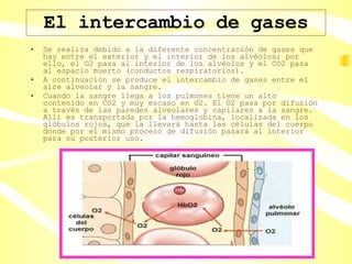 El intercambio de gases Se realiza debido a la diferente concentración de gases que hay entre el exterior y el interior de los alvéolos; por ello, el O2 pasa al interior de los alvéolos y el CO2 pasa al espacio muerto (conductos respiratorios). A continuación se produce el intercambio de gases entre el aire alveolar y la sangre. Cuando la sangre llega a los pulmones tiene un alto contenido en CO2 y muy escaso en O2. El O2 pasa por difusión a través de las paredes alveolares y capilares a la sangre. Allí es transportada por la hemoglobina, localizada en los glóbulos rojos, que la llevará hasta las células del cuerpo donde por el mismo proceso de difusión pasará al interior para su posterior uso. 