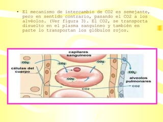 El mecanismo de intercambio de CO2 es semejante, pero en sentido contrario, pasando el CO2 a los alvéolos. (Ver figura 3). El CO2, se transporta disuelto en el plasma sanguíneo y también en parte lo transportan los glóbulos rojos.  