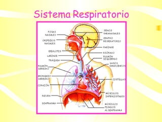 Sistema Respiratorio 
