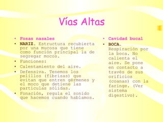 Vías Altas Fosas nasales NARIZ.  Estructura recubierta por una mucosa que tiene como función principal la de segregar mocos. Funciones:  Calentamiento del aire. Defensiva. Tenemos los pelillos (fibrisas) que evitan que entren gérmenes y el moco que detiene las partículas sólidas. Fonación, regula el sonido que hacemos cuando hablamos. Cavidad bucal BOCA.  Respiración por la boca. No calienta el aire. Se pone en contacto a través de sus orificios (coanas) con la faringe. (Ver sistema digestivo).   